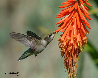 Black-chinned Hummingbird