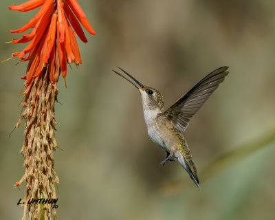 Black-chinned Hummingbird