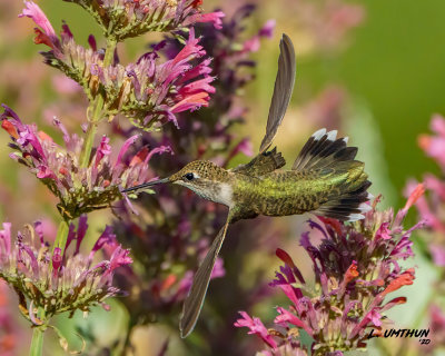 Black-chinned Hummingbird