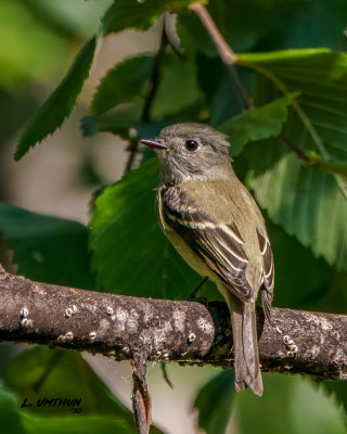 Hammond's Flycatcher