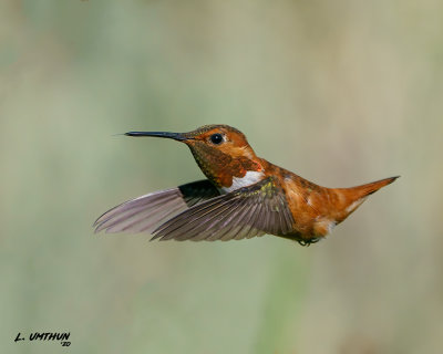 Rufous Hummingbird