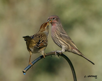 House Finch vs White-crownd Sparrow
