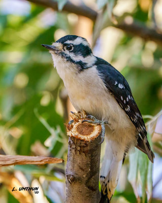 Downy Woodpecker