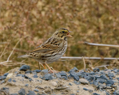 Savannah Sparrow