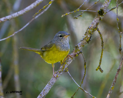 MacGillivrays Warbler