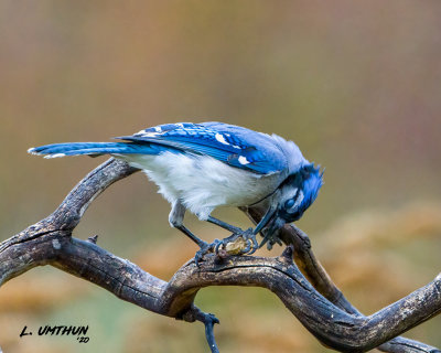 Blue Jay