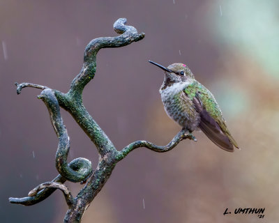 Anna's Hummingbird