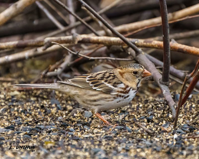 Harris's Sparrow