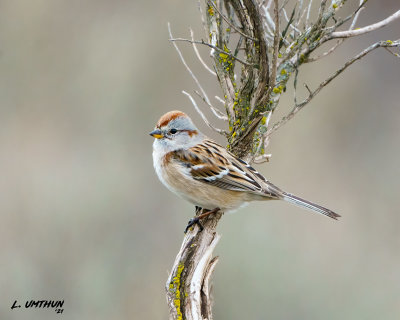 American Tree Sparrow