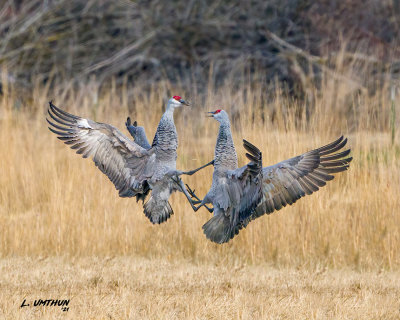 Sandhill Cranes