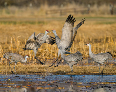 Sandhill Cranes