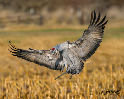 Sandhill Crane