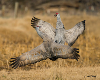 Sandhill Cranes