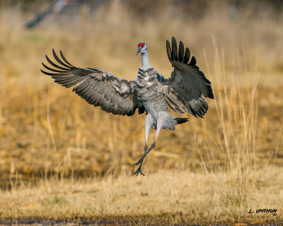 Sandhill Crane