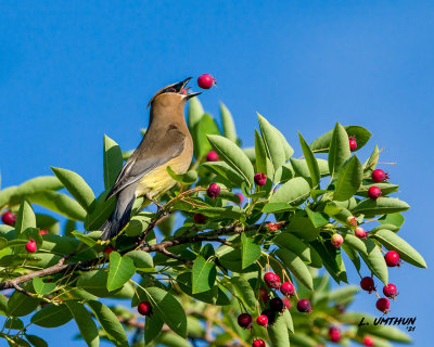 Cedar Waxwing