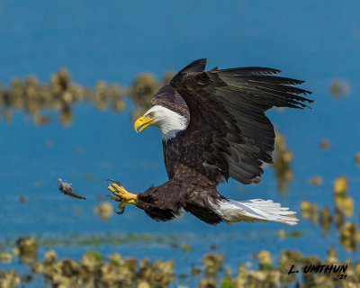 Bald Eagle