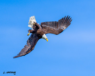 Bald Eagle