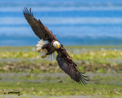 Bald Eagle