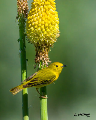 Yellow Warbler