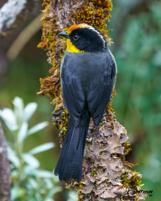 White-naped Brushfinch