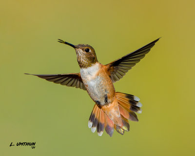 Rufous Hummingbird