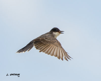 Eastern Kingbird