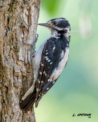 Hairy Woodpecker