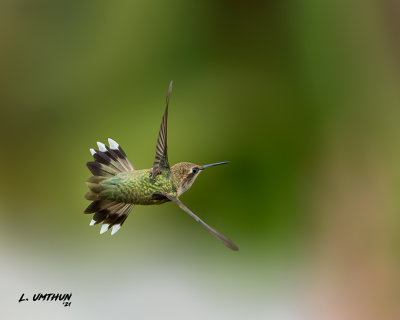 Black-chinned Hummingbird