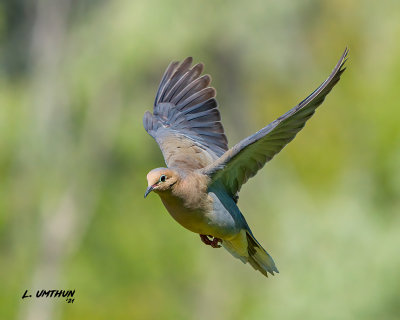 Mourning Dove