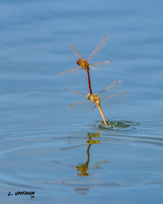 Dragonflies