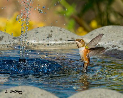 Rufous Hummingbird