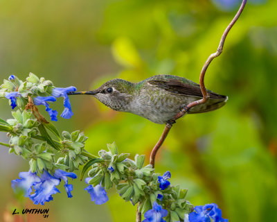 Anna's Hummingbird