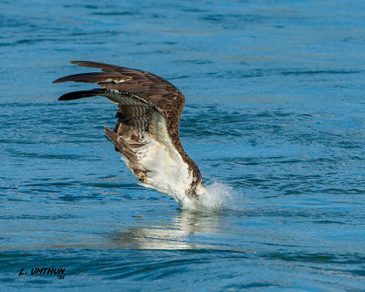 Osprey