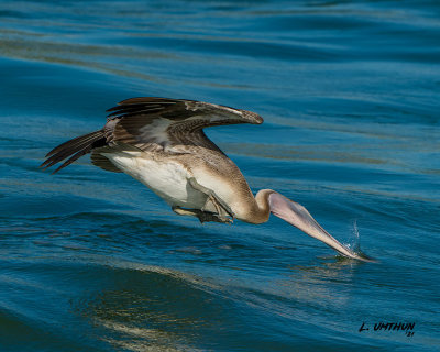 Brown Pelican