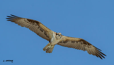 Osprey