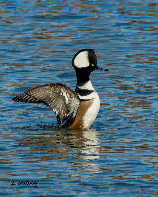 Hooded Merganser