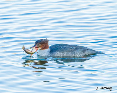 Common Merganser