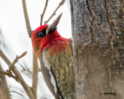 Red-breasted Sapsucker