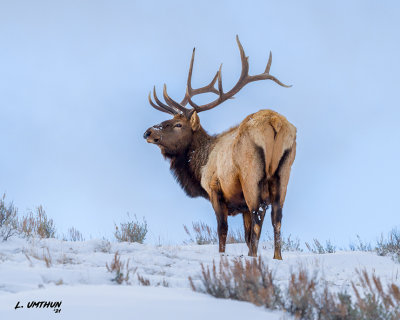 Bull Elk