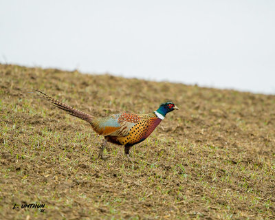 Ring-necked Pheaasant