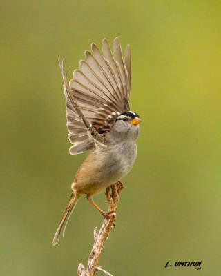 White-crowned Sparrow