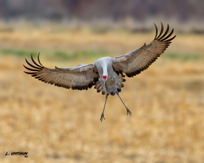 Sandhill Crane