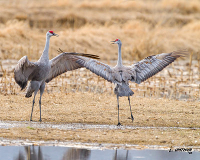 Sandhill Cranes