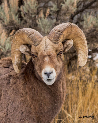 Bighorn Sheep