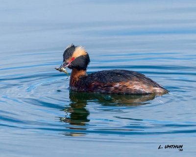 Horned Grebe