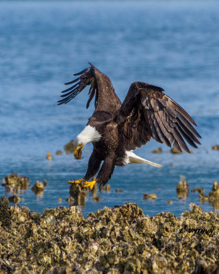 Bald Eagle