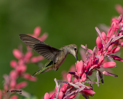 Black-chinned Hummingbird - juvenile