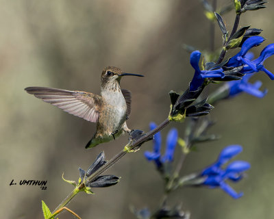 Black-chinned Hummingbird - juvenile