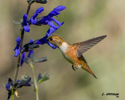 Rufous Hummingbird - female