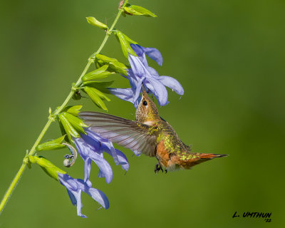 Rufous Hummingbird 